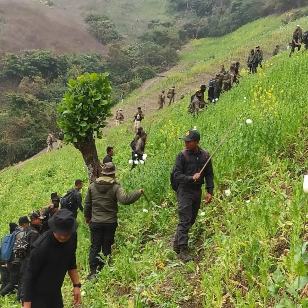 Joint Operation Destroys Illegal Poppy Cultivation in Manipur’s Noney and Kangpokpi Districts 1 WhatsApp Image 2025 02 01 at 10.59.57 7f251df9